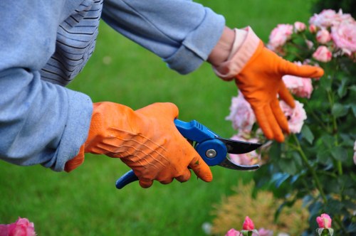 A close-up image of a gardener's hands wearing bright orange gardening gloves, holding a pair of pruning shears while trimming a flowering shrub with clusters of pink blossoms in a well-maintained garden. The background features a neatly cut green lawn and a blurred out garden environment, indicating an outdoor space with natural lighting and mild weather conditions. The scene reflects professional gardening activities, highlighting hedge and shrub maintenance typical of landscaping services offered by Garden Maintenance East Ham near the Essex area, which caters to detailed garden care and outdoor maintenance in East Ham.